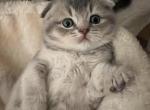 Scottish Fold Blue and Cream Male kitten for Adopt - Scottish Fold Cat For Sale - Los Angeles&comma; CA&comma; US