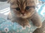 Scottish Fold Golden Female Kitten for Adoption - Scottish Fold Cat For Sale - Los Angeles&comma; CA&comma; US