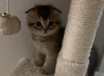Scottish Fold Bicolor Male Kitten for Adoption - Scottish Fold Cat For Sale - Los Angeles&comma; CA&comma; US