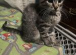 Samis Sweeties - Maine Coon Cat For Sale - Finland&comma; MN&comma; US