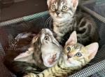 Bengals - Bengal Cat For Sale - Crestview&comma; FL&comma; US
