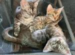 Brown Bengal girls - Bengal Cat For Sale - Crestview&comma; FL&comma; US