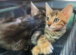 Bengal Girl - Bengal Cat For Sale - Crestview&comma; FL&comma; US