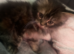 Quinns Crew - Maine Coon Cat For Sale - Finland&comma; MN&comma; US