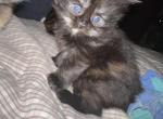 Fern - Scottish Straight Cat For Sale - Finland&comma; MN&comma; US
