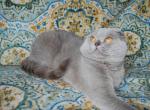 George - Scottish Fold Cat For Sale - Sacramento&comma; CA&comma; US