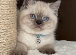 Kitties - British Shorthair Cat For Sale - Philadelphia&comma; PA&comma; US