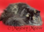 Tarra - Persian Cat For Sale - Yucca Valley&comma; CA&comma; US