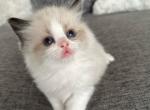 Ophelia's boy - Ragdoll Cat For Sale - NC&comma; US