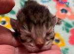 Harry - Siberian Cat For Sale - Clintwood&comma; VA&comma; US