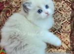 Ocean Pearl - Ragdoll Cat For Sale - Port Orange&comma; FL&comma; US