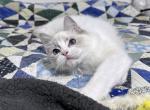 Hendrix - Ragdoll Cat For Sale - Tuscaloosa&comma; AL&comma; US