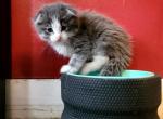 Kalis Kittens - Scottish Fold Cat For Sale - Denver&comma; CO&comma; US