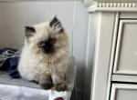 sasha - Himalayan Cat For Sale - Barrington&comma; IL&comma; US