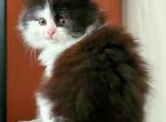 Georgia - Siberian Cat For Sale - Clintwood&comma; VA&comma; US