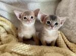 2 baby girls purebred - Abyssinian Cat For Sale - Spring Hill&comma; FL&comma; US