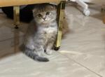 Jack - Scottish Fold Cat For Sale - Miami&comma; FL&comma; US