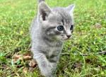 Buddy - American Shorthair Cat For Sale - Columbus&comma; GA&comma; US