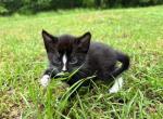 Pancake - American Shorthair Cat For Sale - Columbus&comma; GA&comma; US