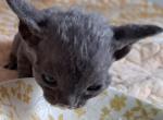 Blue Boy - Devon Rex Cat For Sale - Stanford&comma; MT&comma; US