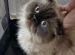 muffin - Himalayan Cat For Sale - Barrington&comma; IL&comma; US
