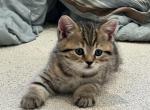 Caramel Brown Striped Scottish Straight - Scottish Straight Cat For Sale - Los Angeles&comma; CA&comma; US