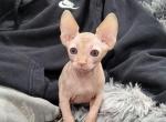 Oliver - Sphynx Cat For Sale - Rockford&comma; IL&comma; US