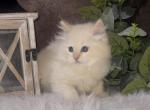 Tiger Flame Mink Male - Ragdoll Cat For Sale - Minerva&comma; OH&comma; US