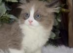 Bear seal bicolor male - Ragdoll Cat For Sale - Minerva&comma; OH&comma; US