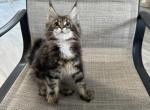 Milo - Maine Coon Cat For Sale - Hollywood&comma; FL&comma; US