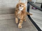 Pumpkin - Maine Coon Cat For Sale - Hollywood&comma; FL&comma; US