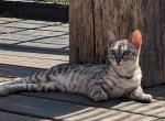 Arabella - Bengal Cat For Sale - Norwalk&comma; OH&comma; US