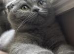 William - Scottish Fold Cat For Sale - Huntington&comma; NY&comma; US