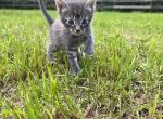 Katydid - American Shorthair Cat For Sale - Columbus&comma; GA&comma; US