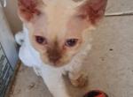 Bunnie - Devon Rex Cat For Sale - Stanford&comma; MT&comma; US