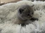 Baby bule - British Shorthair Cat For Sale - Rancho Cucamonga&comma; CA&comma; US