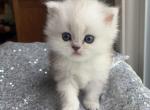 Malachite - Persian Cat For Sale - Farmington&comma; MI&comma; US