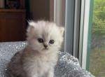 Rubee - Persian Cat For Sale - Farmington&comma; MI&comma; US