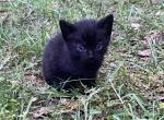 Magpie - American Shorthair Cat For Sale - Columbus&comma; GA&comma; US