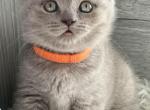 Kimberly - British Shorthair Cat For Sale - Huntington&comma; NY&comma; US
