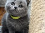 Miya - British Shorthair Cat For Sale - Huntington&comma; NY&comma; US