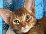 Chester - Abyssinian Cat For Sale - Staten Island&comma; NY&comma; US