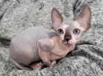 Octavia - Sphynx Cat For Sale - Rockford&comma; IL&comma; US