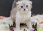 Adorable Scottish Kilt Folded girl available - Scottish Fold Cat For Sale - Daytona Beach&comma; FL&comma; US