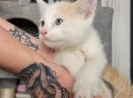 Scottish Folds - Scottish Straight Cat For Sale - Denver&comma; CO&comma; US