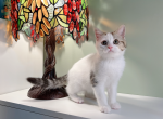 lubby - Munchkin Cat For Sale - Staten Island&comma; NY&comma; US