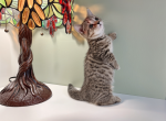 Soba - Munchkin Cat For Sale - Staten Island&comma; NY&comma; US