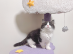 pancake - Munchkin Cat For Sale - Staten Island&comma; NY&comma; US