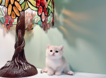 cotton candy - British Shorthair Cat For Sale - Staten Island&comma; NY&comma; US