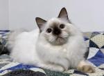 Cumin - Ragdoll Cat For Sale - Tuscaloosa&comma; AL&comma; US
